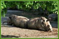 Zvata - savci - Nosoroec tuponos jin