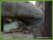 Zvata - savci - Nosoroec tuponos severn