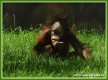 Zvata - savci - Orangutan bornejsk