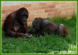 Zvata - savci - Orangutan bornejsk
