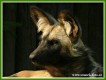 Zvata - savci - Pes hyenovit