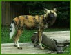 Zvata - savci - Pes hyenovit
