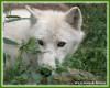 Zvata - savci - Vlk arktick