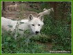 Zvata - savci - Vlk arktick